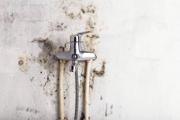 Best Mold Damage Repair  in Wd, AR