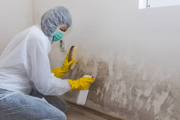 Certified Mold Removal in Ward, AR