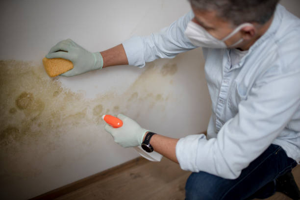 Best Affordable Mold Removal  in Wd, AR