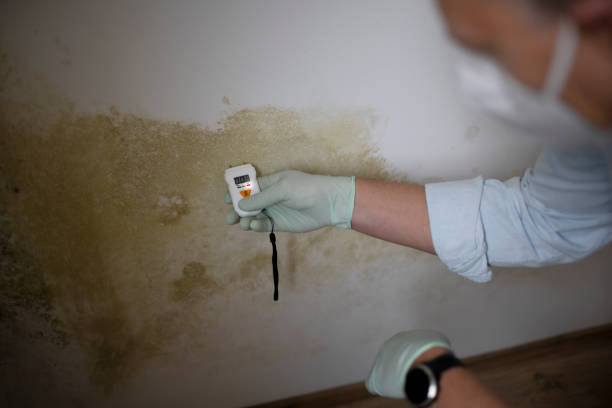 Trusted Ward, AR Mold Removal Experts