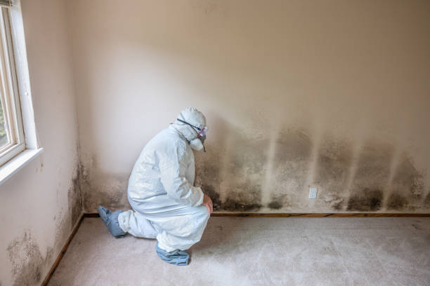Best Residential Mold Removal  in Wd, AR